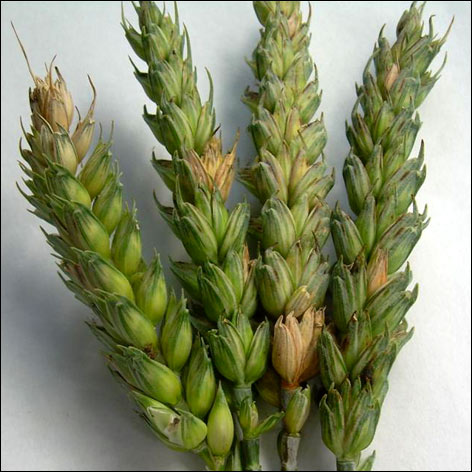 Fuzarioza kłosów zbóż