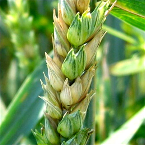 Fuzarioza kłosów zbóż