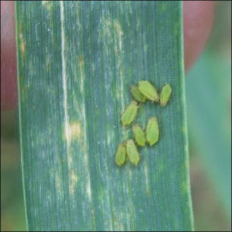 Grafika: Informacje o zagrożeniu upraw roślin pszenicy ozimej, rzepaku ozimego i ziemniaków.