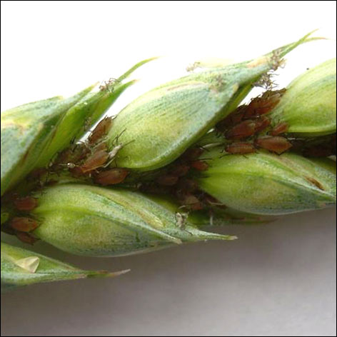 Grafika: Informacje o zagrożeniu upraw roślin pszenicy ozimej, rzepaku ozimego i ziemniaków.