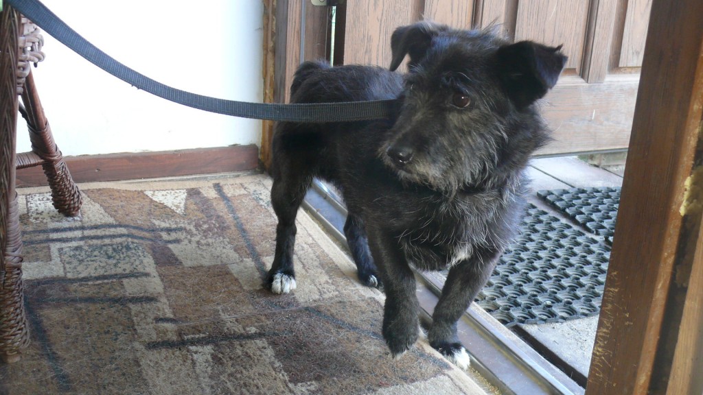 Pies Odi znaleziony 6 września 2016 roku w miejscowości Strzeszewo