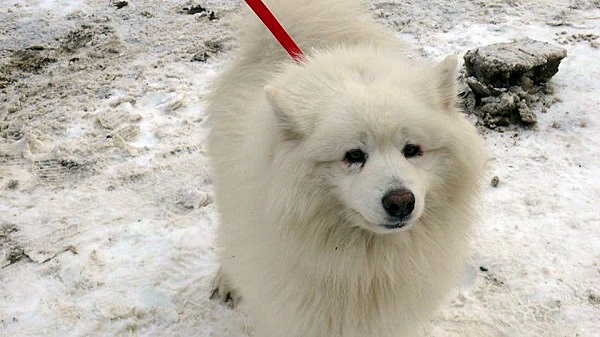pies Polar znaleziony 09 sztycznia 2017 w okolicach Charbrowa