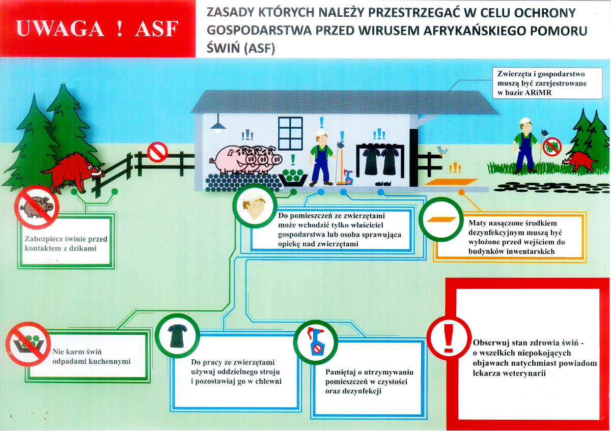 Ulotka graficzna dotoycząca afrykańskiego pomoru świń