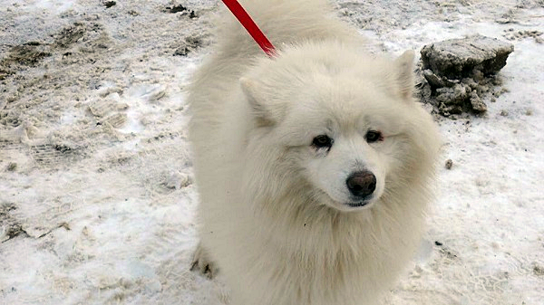 Grafika #0: Polar – pies znaleziony 09 stycznia 2017 w okolicach Charbrowa