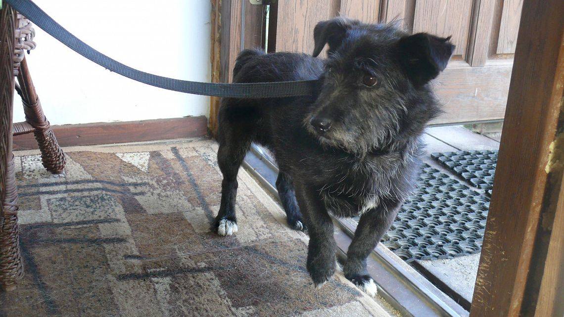 Grafika #0: Odi - pies znaleziony 6 września 2016 roku w miejscowości Strzeszewo