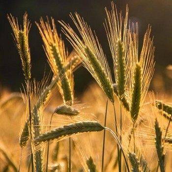 Grafika: Pomoc za zniszczone uprawy ...