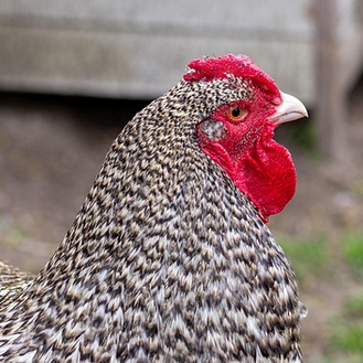 Grafika: Ważny komunikat Powiatowego...