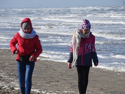 Grafika #55: Wyjazd edukacyjny dzieci z Gminy Wicko do Holandii.