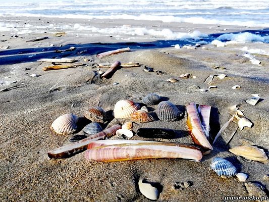 Grafika #16: Wyjazd edukacyjny dzieci z Gminy Wicko do Holandii.