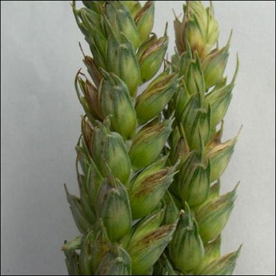 Grafika #4: Informacje o zagrożeniu upraw roślin pszenicy ozimej, rzepaku ozimego i ziemniaków.