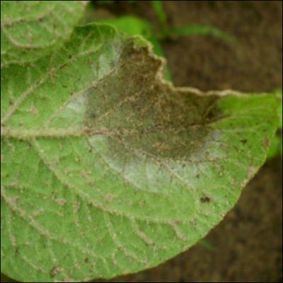 Grafika #5: Informacje o zagrożeniu upraw roślin pszenicy ozimej, rzepaku ozimego i ziemniaków.